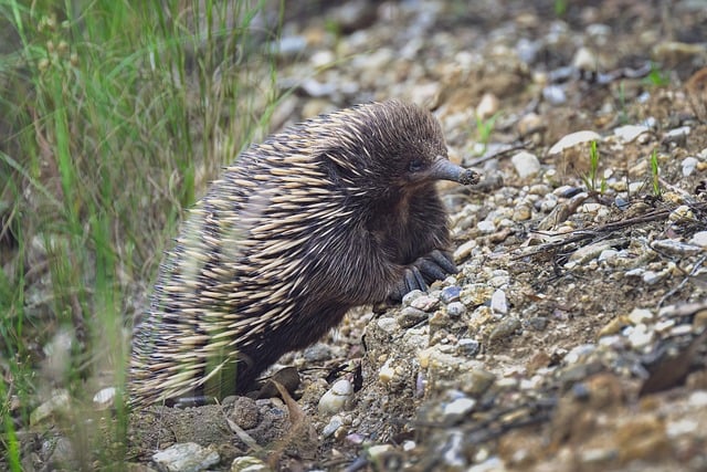 Free download echidna short beaked echidna free picture to be edited with GIMP free online image editor