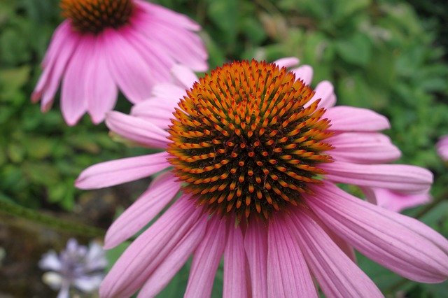 Bezpłatne pobieranie Echinacea Close Up Jeżówka - darmowe zdjęcie lub obraz do edycji za pomocą internetowego edytora obrazów GIMP