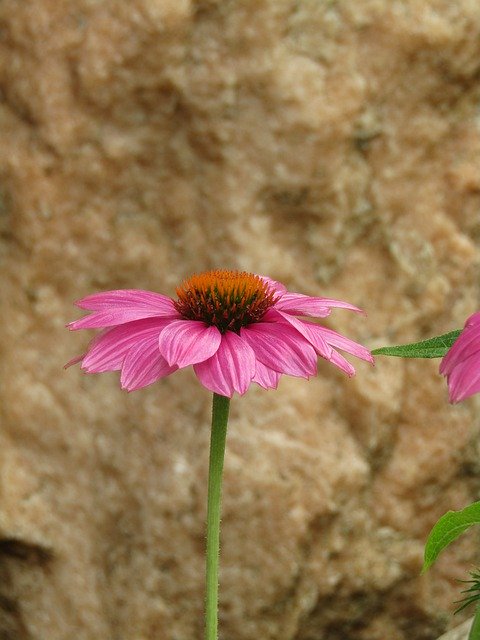 Download gratuito Echinacea Coneflower Translucent - foto o immagine gratuita da modificare con l'editor di immagini online GIMP