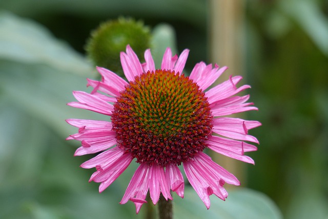 Free download Echinacea Flower Coneflower -  free photo or picture to be edited with GIMP online image editor