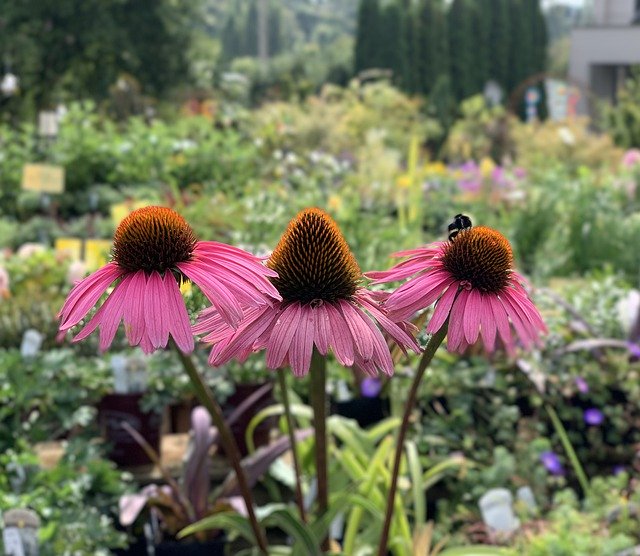 Free download Echinacea Flower Pink -  free photo or picture to be edited with GIMP online image editor