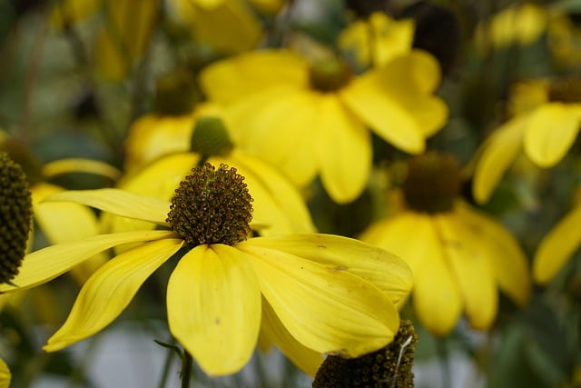 دانلود رایگان عکس گل مخروطی اکیناسه برای ویرایش با ویرایشگر تصویر آنلاین رایگان GIMP