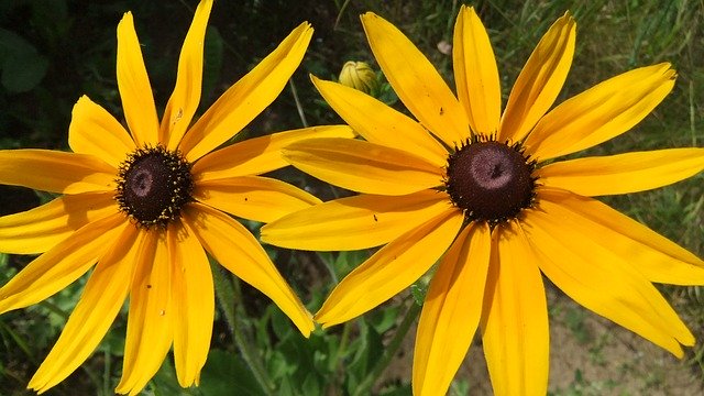 Téléchargement gratuit Echinacea Nature Summer - photo ou image gratuite à modifier avec l'éditeur d'images en ligne GIMP