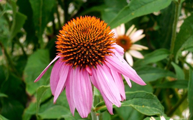 Gratis download Echinacea Plant Flower - gratis foto of afbeelding om te bewerken met GIMP online afbeeldingseditor