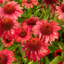 Echinacea purpurea – Beauty and Wellness in Bloom  screen for extension Chrome web store in OffiDocs Chromium