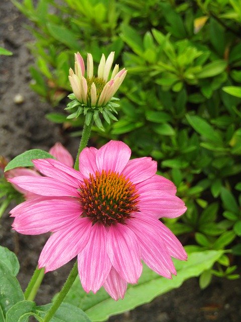 Free download Echinacea Translucent Sonnenhut -  free photo or picture to be edited with GIMP online image editor