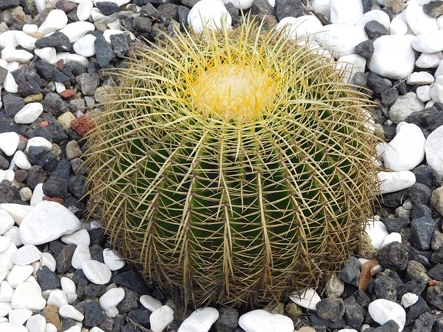 Free picture Echinactus Cactus Desert -  to be edited by GIMP free image editor by OffiDocs