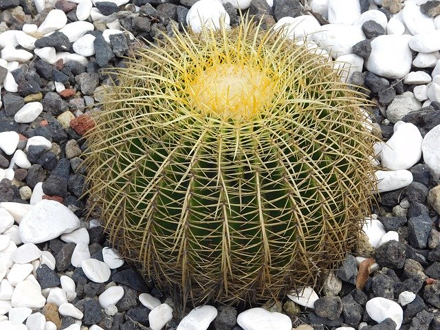 Free download Echinactus Cactus Desert -  free photo or picture to be edited with GIMP online image editor