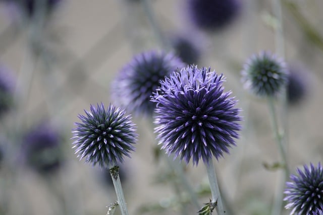 Free download echinops thistle flowers summer free picture to be edited with GIMP free online image editor
