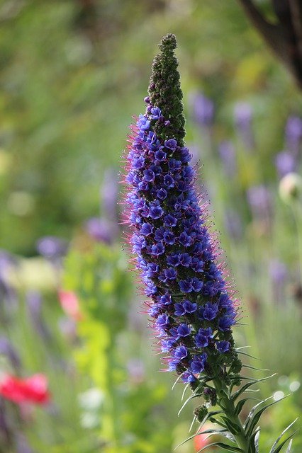 Free download Echium Purple Flower -  free photo or picture to be edited with GIMP online image editor