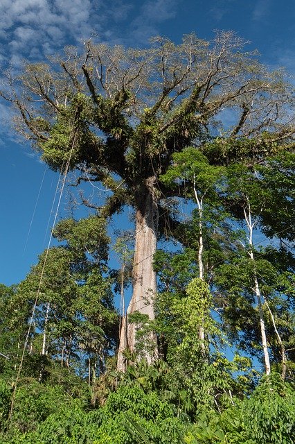 Free download Ecuador Rainforest Jungle Giant -  free photo or picture to be edited with GIMP online image editor