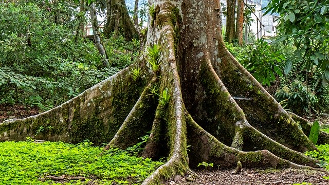 Téléchargement gratuit de l'arbre de la forêt tropicale de l'Équateur - photo ou image gratuite à éditer avec l'éditeur d'images en ligne GIMP