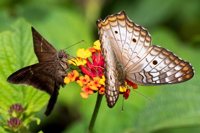 Download gratuito Ecuador Tropics Butterfly - foto o immagine gratuita da modificare con l'editor di immagini online di GIMP