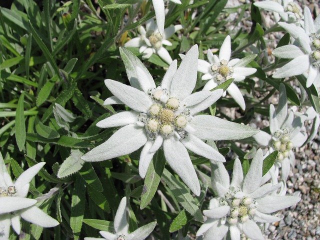ດາວໂຫລດຟຣີ Edelweiss Flower Alpine Edelweiß - ຮູບພາບຫຼືຮູບພາບທີ່ບໍ່ເສຍຄ່າເພື່ອແກ້ໄຂດ້ວຍບັນນາທິການຮູບພາບອອນໄລນ໌ GIMP
