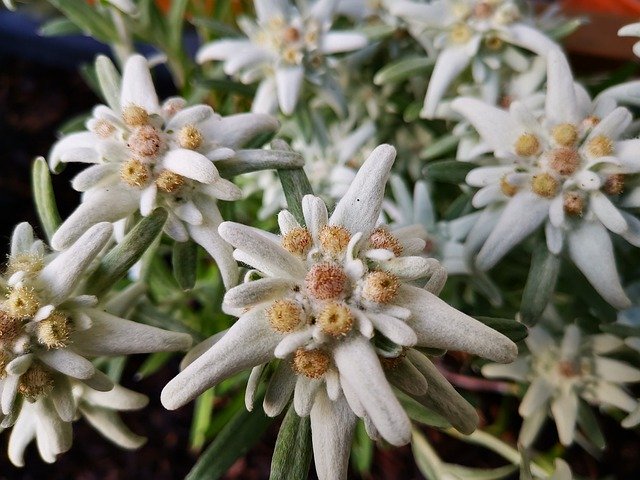 Free picture Edelweiss Leontopodium Plant -  to be edited by GIMP free image editor by OffiDocs