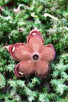 Free download Edithcolea free photo or picture to be edited with GIMP online image editor