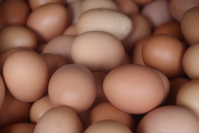 Bezpłatne pobieranie jajek jaj kurzych skorupki jajek wielkanocne darmowe zdjęcie do edycji za pomocą bezpłatnego internetowego edytora obrazów GIMP