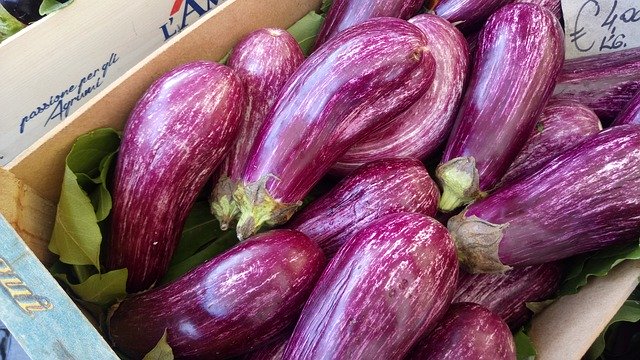 Bezpłatne pobieranie Eggplant Orchard Huerta - bezpłatne zdjęcie lub obraz do edycji za pomocą internetowego edytora obrazów GIMP