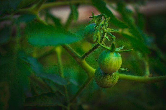 Free download Eggplant Plant Aubergine -  free photo or picture to be edited with GIMP online image editor