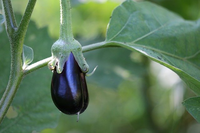 Descarga gratuita Egg Plant Solanum Melongena Dark - foto o imagen gratuita para editar con el editor de imágenes en línea GIMP