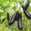 Eggplant Tree  screen for extension Chrome web store in OffiDocs Chromium