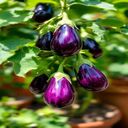 eggplant trellis wallpaper  screen for extension Chrome web store in OffiDocs Chromium