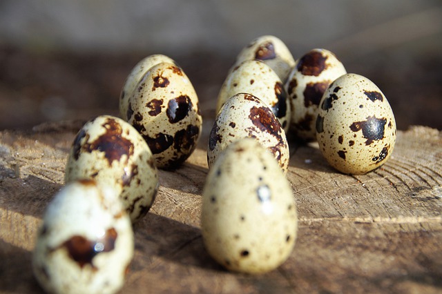 Free download egg quail eggs tiny speckled free picture to be edited with GIMP free online image editor
