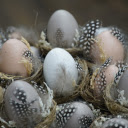 eggs and feathers  screen for extension Chrome web store in OffiDocs Chromium