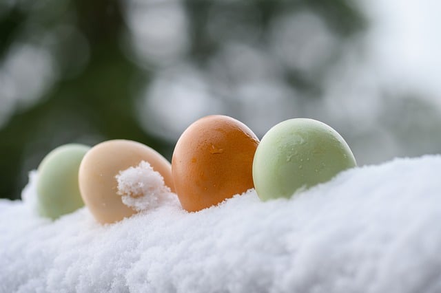 Free download eggs easter eggs protein biological free picture to be edited with GIMP free online image editor
