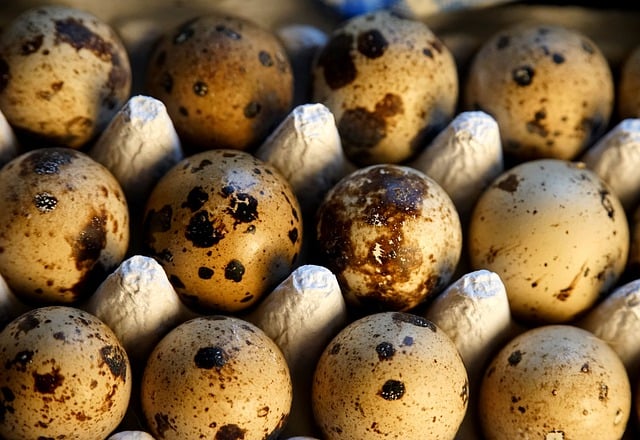 Free download eggs food quail eggs protein hatch free picture to be edited with GIMP free online image editor