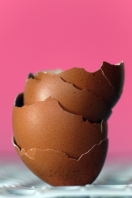 Free download eggshells egg shell free picture to be edited with GIMP free online image editor