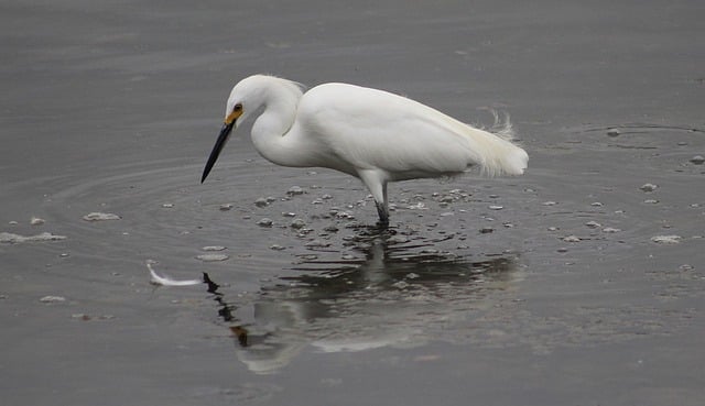 Free download egret bird animal avian nature free picture to be edited with GIMP free online image editor