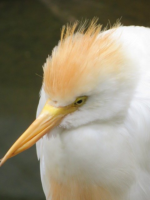 Free download Egret Bird Beak -  free photo or picture to be edited with GIMP online image editor