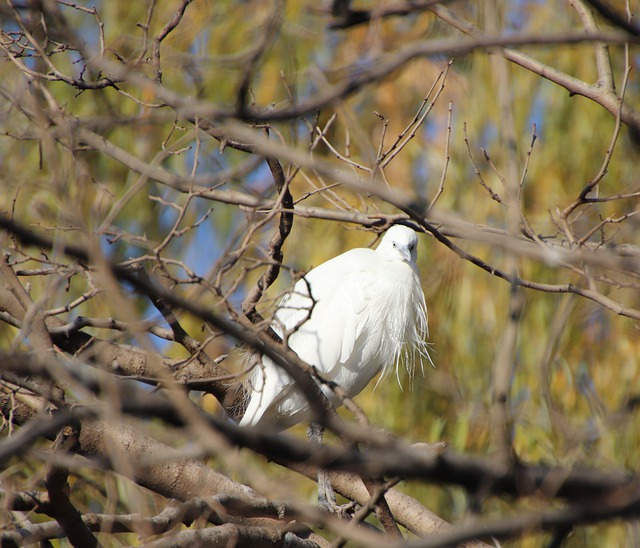 Free download egret bird perched animal beak free picture to be edited with GIMP free online image editor