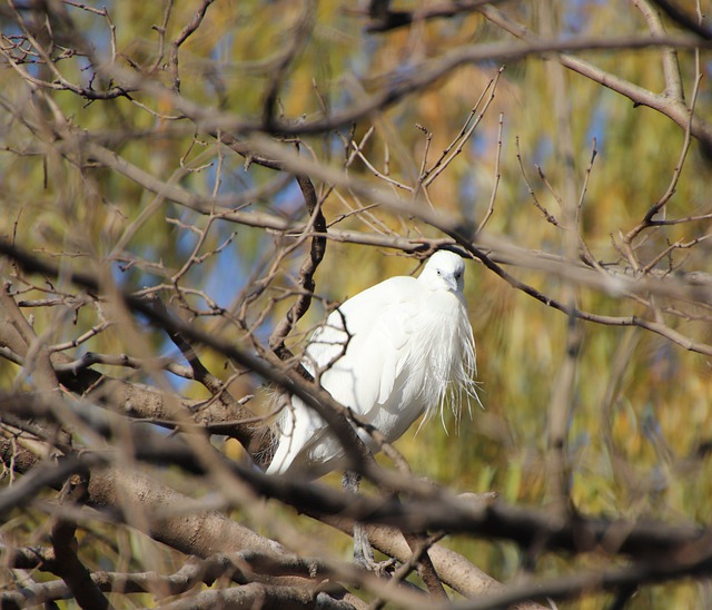 Téléchargement gratuit d'une image gratuite de bec d'animal perché d'oiseau d'aigrette à éditer avec l'éditeur d'images en ligne gratuit GIMP