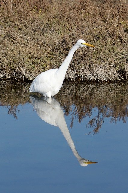 Descarga gratuita Egret Bird Reflection: foto o imagen gratuita para editar con el editor de imágenes en línea GIMP