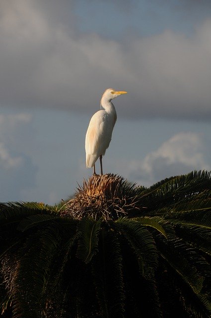 Muat turun percuma Egret Bird Sagu Palm - foto atau gambar percuma untuk diedit dengan editor imej dalam talian GIMP