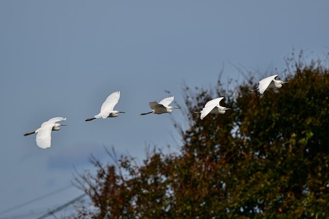 Free download egret birds flying animals heron free picture to be edited with GIMP free online image editor