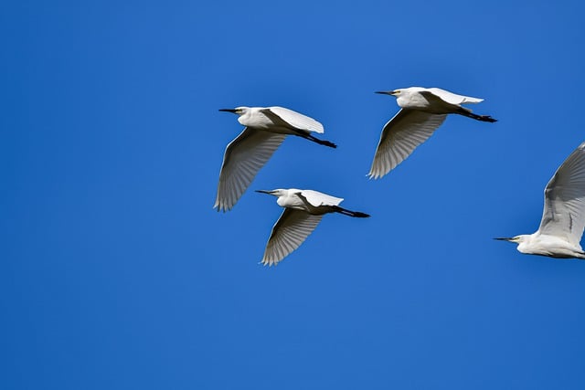 Free download egret birds sky animals heron free picture to be edited with GIMP free online image editor