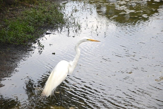Free download Egret Bird Water -  free photo or picture to be edited with GIMP online image editor