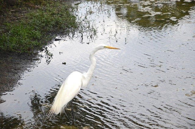 Download grátis Egret Bird Water - foto ou imagem gratuita para ser editada com o editor de imagens online GIMP