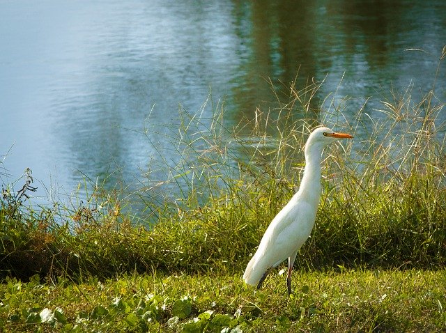 Free picture Egret Bird Waters -  to be edited by GIMP free image editor by OffiDocs