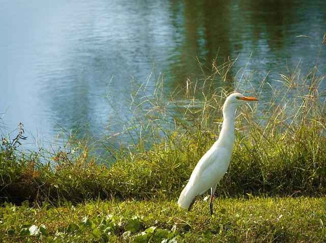 Download gratuito di Egret Bird Waters: foto o immagine gratuita da modificare con l'editor di immagini online GIMP