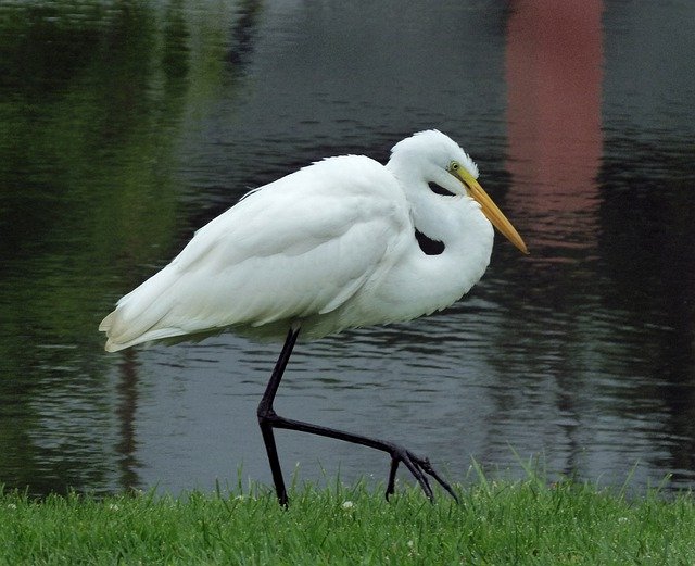 Free download Egret Great Heron -  free photo or picture to be edited with GIMP online image editor