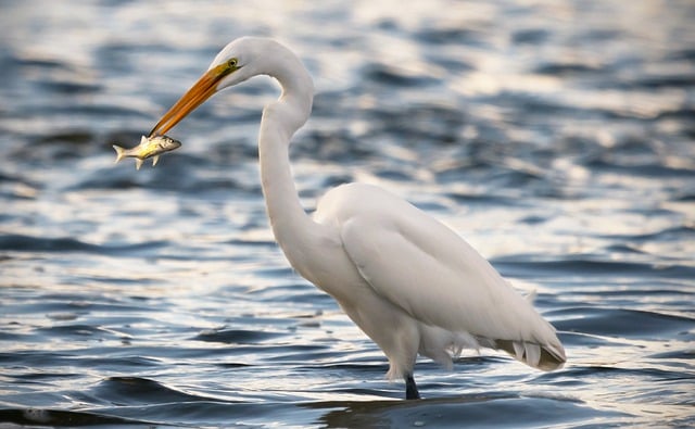 Free download egret heron bird fish nature free picture to be edited with GIMP free online image editor