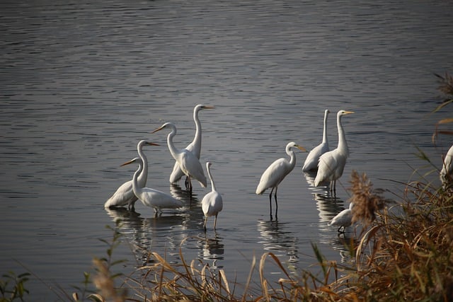 Descărcare gratuită egrete păsări animale pene lac imagine gratuită pentru a fi editată cu editorul de imagini online gratuit GIMP