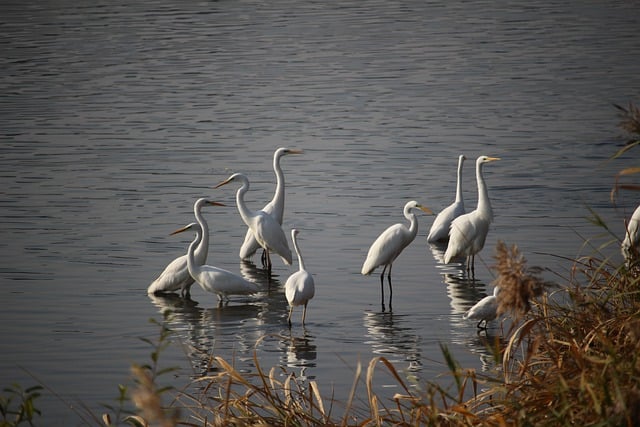 Descarga gratis garzas pájaros animales plumas lago imagen gratis para editar con el editor de imágenes en línea gratuito GIMP