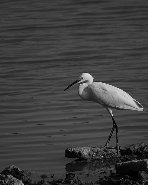 Unduh gratis gambar burung egret waterfront lakeside gratis untuk diedit dengan editor gambar online gratis GIMP