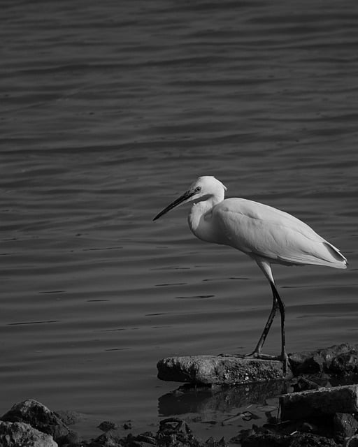 Free download egret waterfront birds lakeside free picture to be edited with GIMP free online image editor