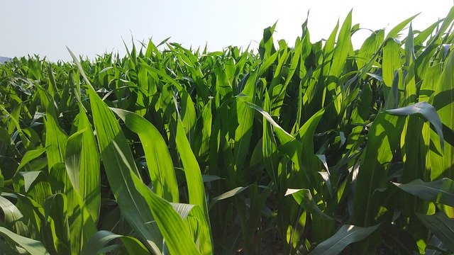 エジプトのトウモロコシ畑農業を無料ダウンロード - GIMP オンライン画像エディターで編集できる無料の写真または画像